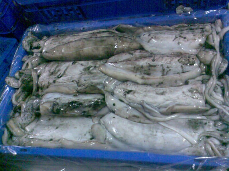 sepia - cuttle fish
